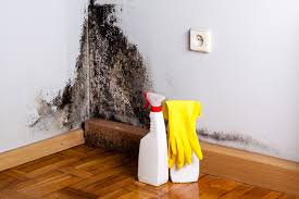 Best Basement Mold Removal  in Clifton Springs, NY